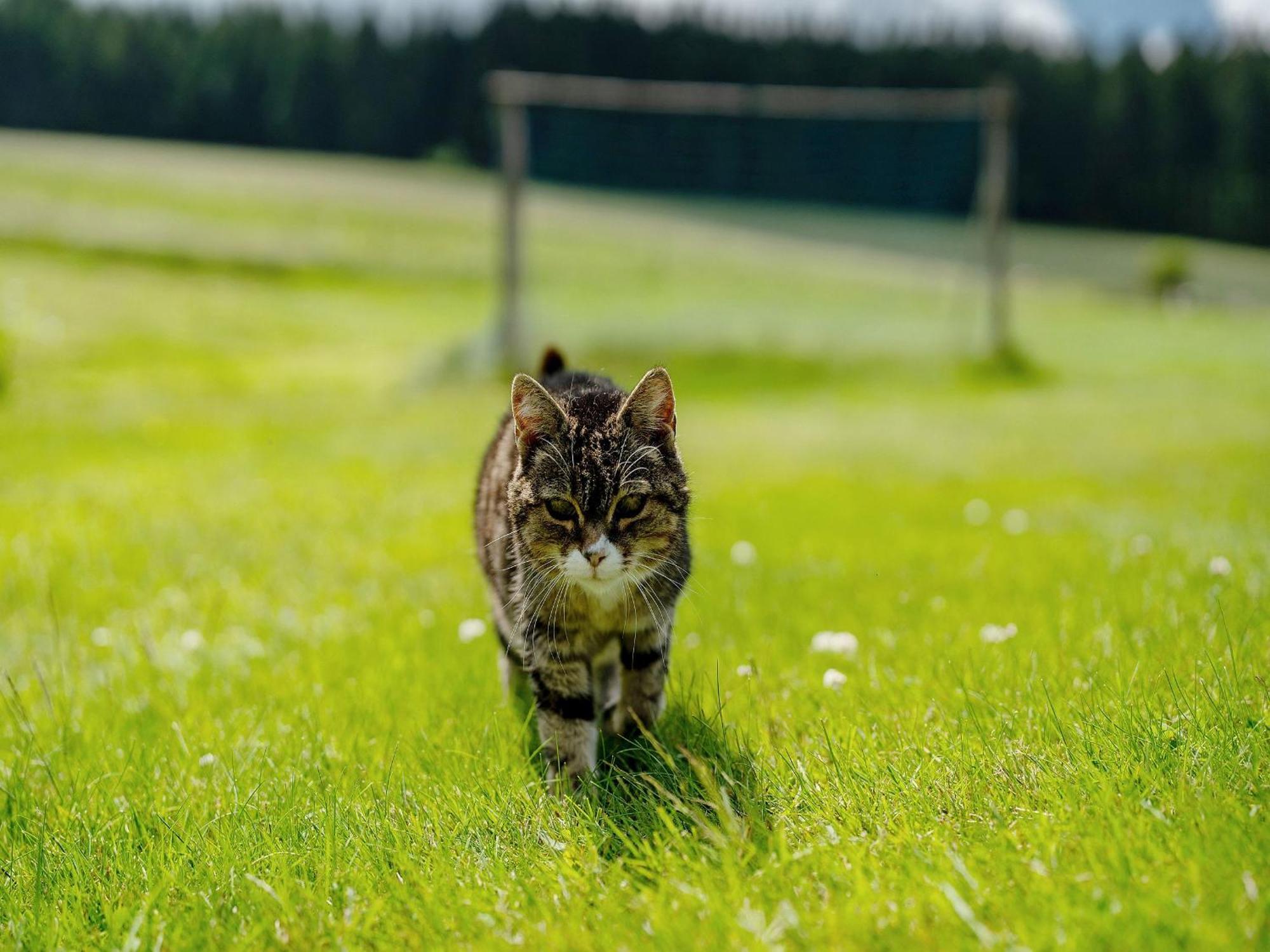 Ferienwohnungen Duffner Schonach im Schwarzwald Εξωτερικό φωτογραφία